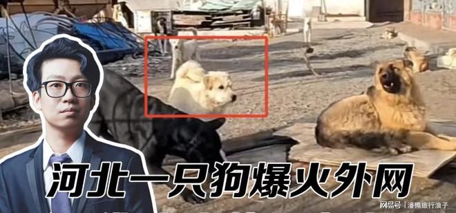 ”爆火！身价飙升至10万美元狗主人被扒冰球突破游戏网站贵州下司犬“查理国王(图3)