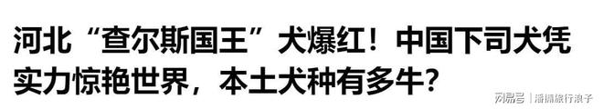 ”爆火！身价飙升至10万美元狗主人被扒冰球突破游戏网站贵州下司犬“查理国王(图6)