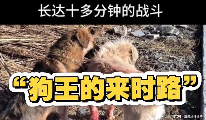 ”爆火！身价飙升至10万美元狗主人被扒冰球突破游戏网站贵州下司犬“查理国王(图15)