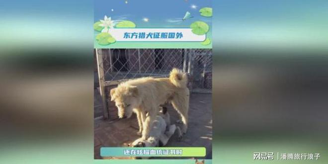 ”爆火！身价飙升至10万美元狗主人被扒冰球突破游戏网站贵州下司犬“查理国王(图14)
