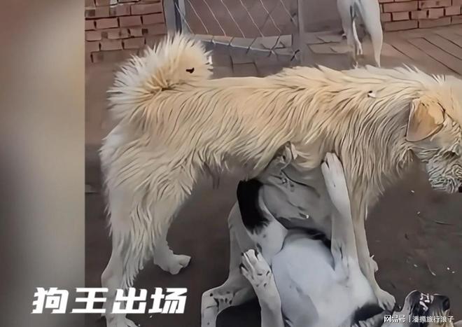 ”爆火！身价飙升至10万美元狗主人被扒冰球突破游戏网站贵州下司犬“查理国王(图18)