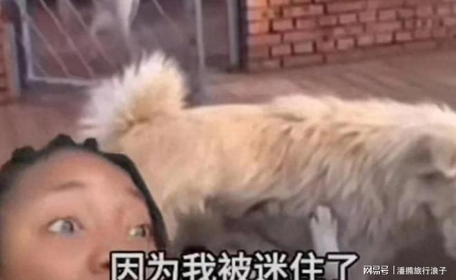 ”爆火！身价飙升至10万美元狗主人被扒冰球突破游戏网站贵州下司犬“查理国王(图19)