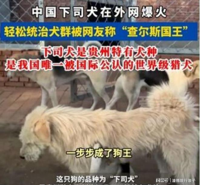 ”爆火！身价飙升至10万美元狗主人被扒冰球突破游戏网站贵州下司犬“查理国王(图16)